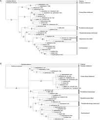 Image result for Chlorophytum affine
