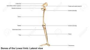 Posted on april 18, 2019april 18, 2019. Bones Of The Lower Limb Stock Photo Picture And Royalty Free Image Image 64328904