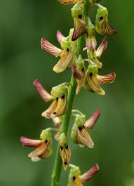 Image result for Crotalaria lanceolata