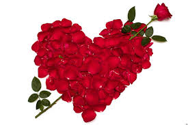 Kuliner biji salak dengan kuah santan dan gula merah. Hd Wallpaper Heart Shaped Rose Flowers Love Roses Petals Red Recognition Wallpaper Flare