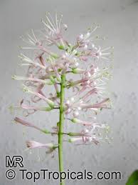 Image result for Sansevieria dooneri