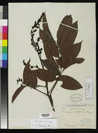 Image result for Sorindeia winkleri