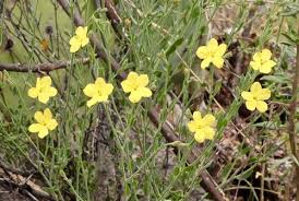 Image result for Menodora heterophylla