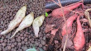 Aquaponic Sweet Potato Harvest With Some Bonus Soil Taters Youtube