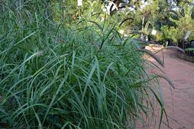 Image result for Cenchrus ciliaris