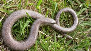 Slow Worm The Wildlife Trusts