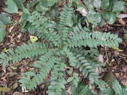 Image result for Cnestis