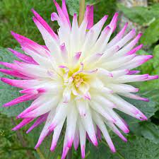 Blooms are 3 inches wide, and the 'crazy legs'. Dahlia Cactus Hayley Jane 1 Tuber Per Pack Brookside Nursery
