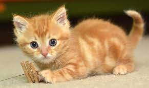Animal Baby Cat Baby Cat Wallpapers At Wallpaperbro White Puppy Pet Sleeping Newborn Dog Black Gray Persian Just Bor Cute Cat Wallpaper Cat Wallpaper Baby Cats