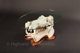 Hippo Skull Coffee Table Highveldtaxidermists Skullart Taxidermyart Taxidermy Taxidermy Art Taxidermy Taxidermist