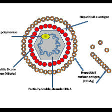 Hepatitis b infection is caused by the hepatitis b virus (hbv). Hepatitis B Altmeyers Encyclopedia Department Internal Medicine