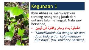 Ramuan kulit akar bidara ditambahkan sedikit pucuk, pulasari, dan bawang putih digunakan untuk mengatasi kencing yang nyeri dan berdarah. Khasiat Bidara