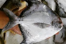 Actually for a long time i didn't realize that ikan patin was just a type of catfish, lol. Feeshonwheels Chinese Silver Pomfret Or Dou Chang Facebook