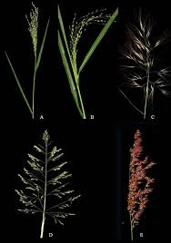 Image result for Enteropogon monostachyos