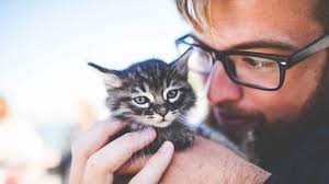 Guide De Survie Des Premieres 24 H Avec Votre Nouveau Chaton Rover Blog