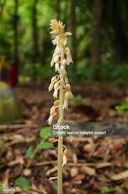 Image result for Epipogium roseum