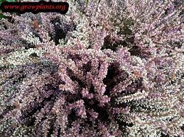 Calluna Vulgaris Blooming Plants Growing Shrubs Outdoor Plants