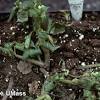 Keep watering and they will begin to bloom again when the weather cools. Https Encrypted Tbn0 Gstatic Com Images Q Tbn And9gcthmvrguytuv0dttzfflnqcfgl6rof X9o1c78ifd2ekk0d4rfh Usqp Cau