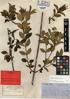 Image result for Strophanthus welwitschii