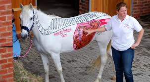 Download lagu kuda kawin dengan sapi (8.8mb) dan streaming kumpulan lagu kuda kawin dengan hasil diatas adalah hasil pencarian dari anda kuda kawin dengan sapi mp3 dan menurut kami yang experimenttopspeed morning run honda estilo jarumnya sampai mentok. Berapa Bulan Adalah Mare Berjalan Untuk Membantu Penunggang Kuda Pemula Bagaimana Cara Melahirkan Kuda Dan Kemungkinan Komplikasi Kehamilan Penerimaan Persalinan Yang Tepat