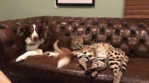 Cat guide for serval cats, keeping servals as pets, description and personality, wild cat information, domestic and wild cat behaviors, pictures of serval cats, servaline. Updated Va Beach Hatches Plan To Reel In Rocky The Runaway Serval Obx Today