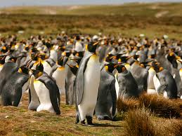 Jul 01, 2021 · you got a perfect score! Fascinating Facts About Penguins