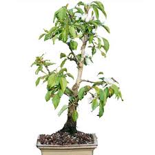 The apples will grow full size and you would be lucky to get more than one. Apple Bonsai Tree