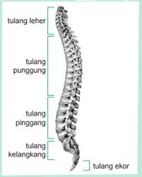 Makanya info dalam artikel ini akan sangat kamu perlukan. Gambar Kerangak Tubuh Manusia Bagian Bagian Kerangka Tubuh Manusia Disertai Gambar Aftanalisis
