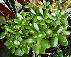 How to care for a jade plant. Jade Plant Care Easy Succulent Maintenance You Had Me At Gardening