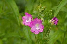 Image result for Epilobium hirsutum
