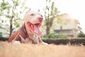 The pitbull platinum pro is a unique, purpose built head and face shaver that was born out of necessity. How Do I Get Homeowners Insurance When I Have A Restricted Dog Breed The Dogington Post