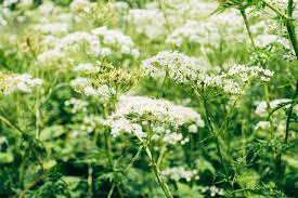 Check spelling or type a new query. Your Sustainable Landscape 5 Plants Native To Tennessee And The Surrounding Region Stoney Creek Farm