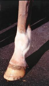 This creates complications with the formation of restrictive. How To Care For Low Bow Tendon Injuries Horse Rider