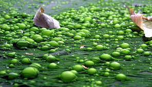 Nitrogen Pollution Climate Change S Forgotten Element Arc2020