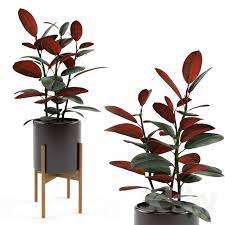 If you go hotter, the leaves will lose some of their turgid appearance. Ficus Elastica Black Prince Ficus Elastica Ficus Ficus Elastica Black Prince