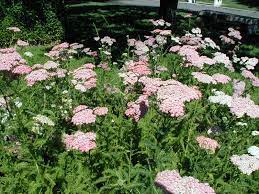 Alchemilla Vulgaris Lady S Mantle Achillea Millefolium Pink Yarrow Pink Yarrow Trees For Front Yard Plants