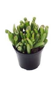 Image result for Crassula granvikii