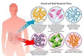 How Do Probiotics Work Nature S Sunshine How Do Probiotics Work Probiotics Healthy Holistic Living