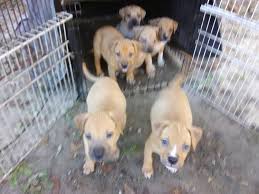 Maybe you would like to learn more about one of these? Boxer Puppies For Sale Hephzibah Ga 286005 Petzlover