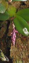 Image result for Bulbophyllum oreonastes