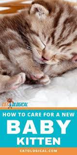 Tips And Tricks On How To Care For A New Baby Kitten In Your House If You Just Got A Cat Or Are About To Bring One I Baby Kittens Kitten