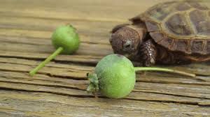 Just a few days old, 'squirtle' and sister 'myrtle' are. Feel Good Fix 8 Tiny Turtles Tortoises Eating Things