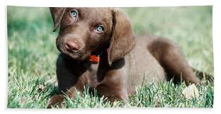 Our chesapeake bay retriever puppies for sale come from either usda licensed commercial breeders or hobby breeders with no more than 5 breeding mothers. Chesapeake Bay Retriever Puppy Beach Towel For Sale By William H Mullins