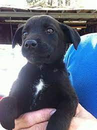 Lab puppies for adoption in ct. Glastonbury Ct Labrador Retriever Meet Holly A Pet For Adoption