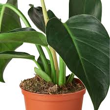 Image result for Philodendron