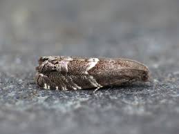 Image result for Cydia microgrammana