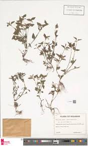 Image result for Torenia thouarsii