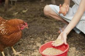 how and what to feed your chickens or laying hens