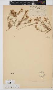 Image result for Eriocephalus microphyllus