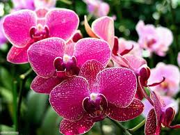 Check spelling or type a new query. Foto Fiori 3 Per Sfondi